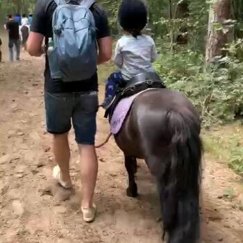 Spaziergang mit Ponys